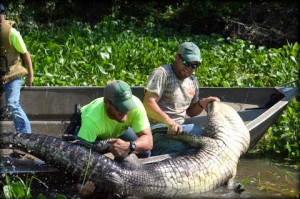 huge gator