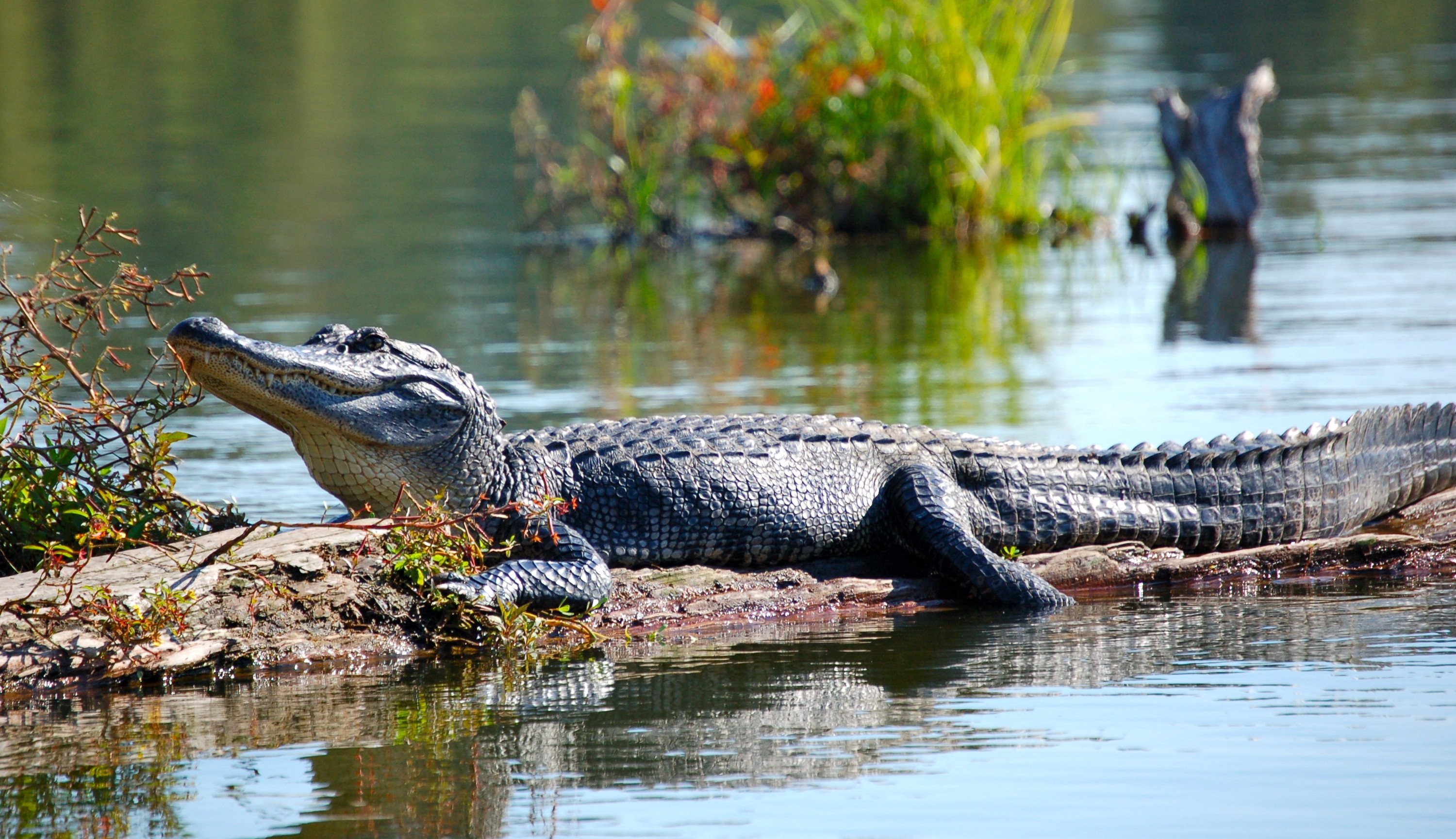 Lake_Martin_alligator-e1443442828778