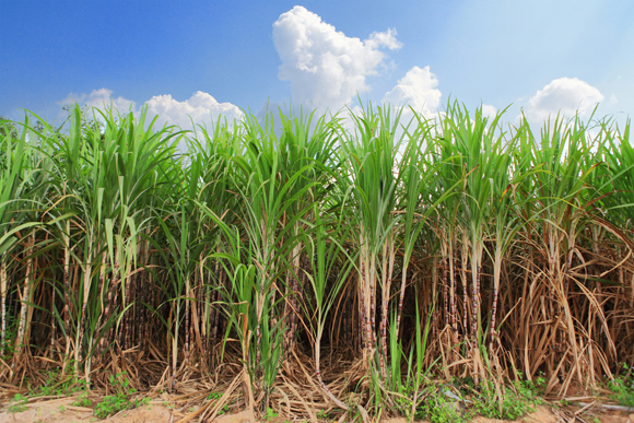 Sugarcane