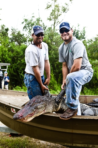 trophygator